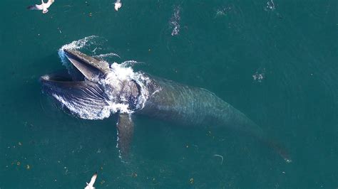 What can help fight climate change? Whale poop, scientists say