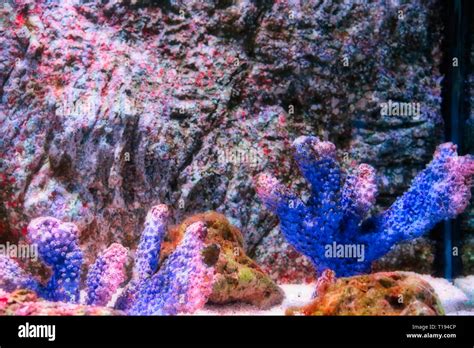 Siam paragon aquarium hi-res stock photography and images - Alamy