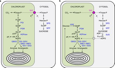 Starch synthesis in Arabidopsis leaves a, The classical pathway of... | Download Scientific Diagram