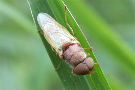 BRACHYCERA | Pybio Paraguay Biodiversidad