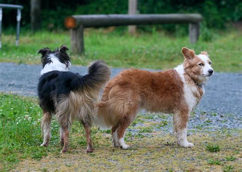 Golden Border Collie Puppies