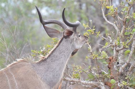 Extravagant Kruger National Park Animals and Wildlife Stock Image - Image of hawk, animals ...