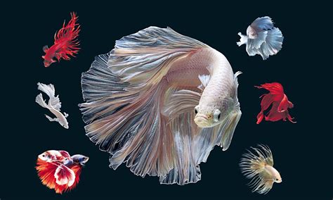 Betta Fish Wallpapers - Wallpaper Cave