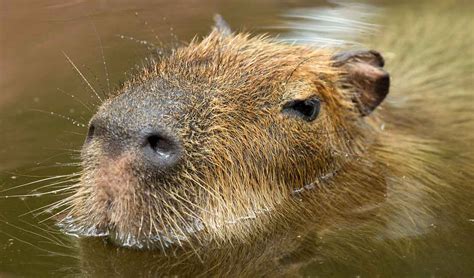 Capybara Nose