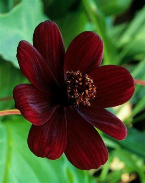 Chocolate Cosmos a rare flower | Chocolate cosmos flower, Fragrant flowers, Chocolate cosmos