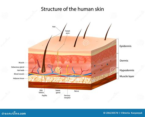 Skin Anatomy Detailed Vector Illustration. Structure Of The Human Skin ...