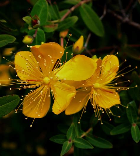 Yellow Hypericum Flowers Free Stock Photo - Public Domain Pictures