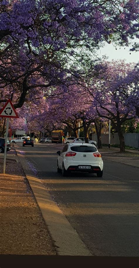 Pretoria | Jacaranda tree, Nature photography, Travel inspo