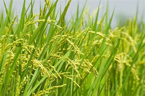 Paddy rice harvest — Stock Photo © Ansonde #1808577