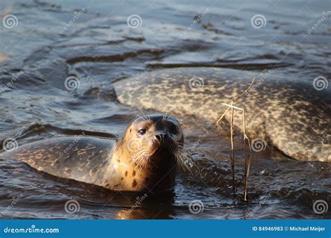 Harbor seals swimming stock image. Image of colorful - 84946983