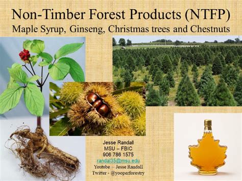 Non-Timber Forest Products - Ag For Tomorrow Conference - MSU Forestry ...