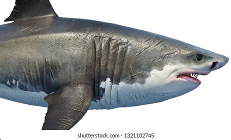 Shark Side View Royalty-Free Images, Stock Photos & Pictures | Shutterstock