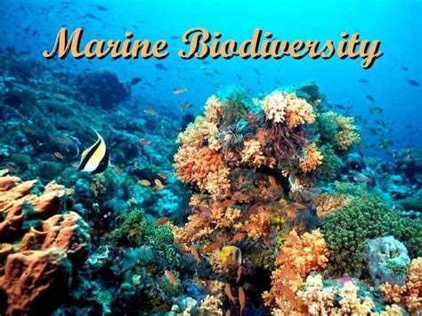 Marine Biodiversity