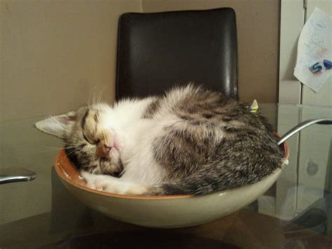 Cats in bowls | Cute Cats