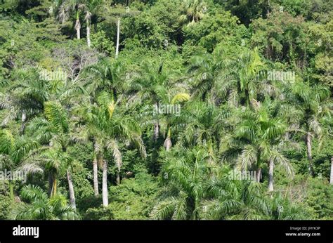 Group of Palm trees viewed from above Stock Photo - Alamy