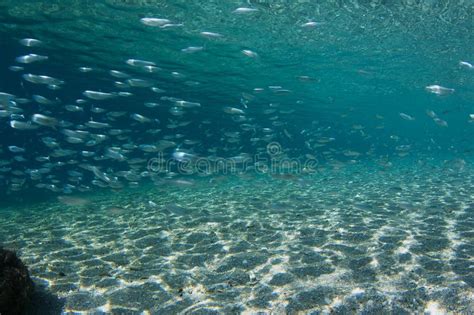 Silverside Fish stock image. Image of saltwater, ocean - 26108781