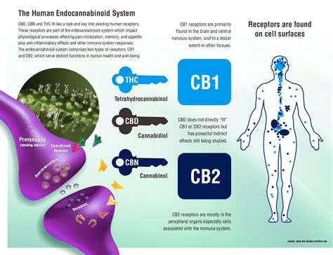 CBD for Shingles