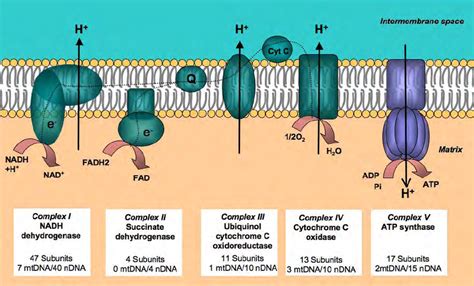 cell biology - What will happen if mitochondria had a structure like ...