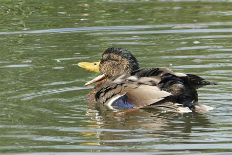 Mallard Duck Plumage - Free photo on Pixabay - Pixabay