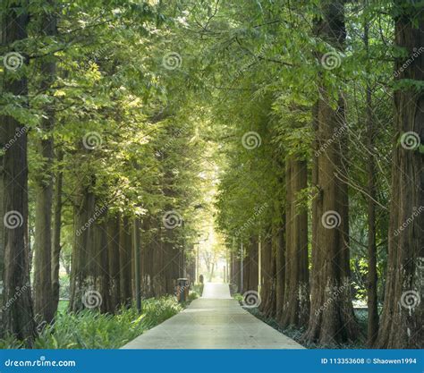 Straight path road stock photo. Image of park, outdoor - 113353608