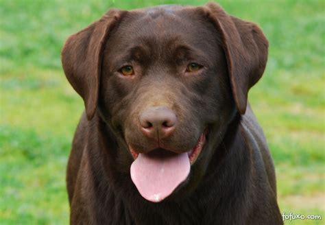 Labrador Retriever - Raças de Cachorros