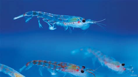 Antarctic krill break down microplastics — Australian Antarctic Program