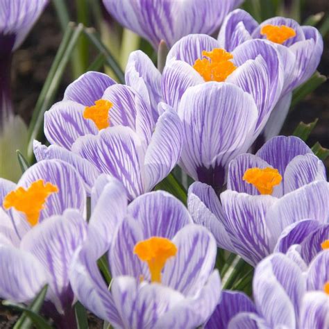 Crocus Flower Bulbs for Sale- Longfield Gardens