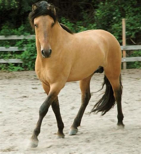 Buckskin Horse Trot Stallion Gelding Mare | Horses, Mustang horse, Buckskin horse