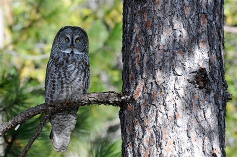 Give a Hoot for Yosemite’s Great Gray Owl • The National Wildlife Federation Blog : The National ...