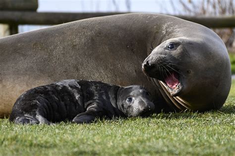 New pup in town | Whidbey News-Times