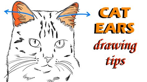 How to Draw CAT Ears! - YouTube