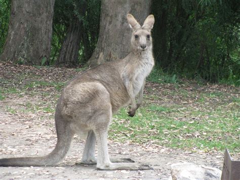 Macropus giganteus giganteus (Eastern Grey Kangaroo) | Flickr