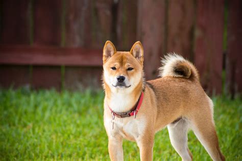 Male & Female Shiba Inu Weights & Heights by Age - Dog News Web