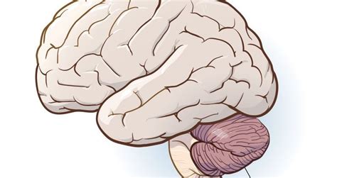 Cerebellum – structure, functions, diseases and damages – Healthy Food Near Me