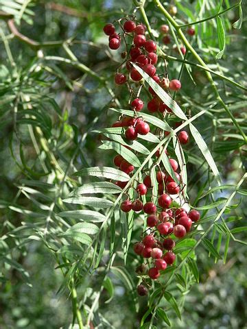 How to Germinate California Pepper Tree Seeds | Gardenologist