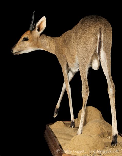 Common Duiker - Taxidermy UK