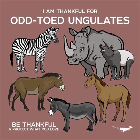 I Am Thankful For Odd-Toed Ungulates by PepomintNarwhal | Fun facts ...