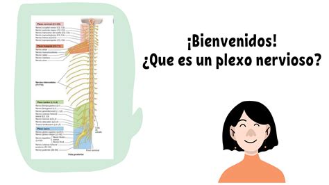 SOLUTION: Nervios Espinales Plexos Nerviosos De La Columna Presentacion - Studypool