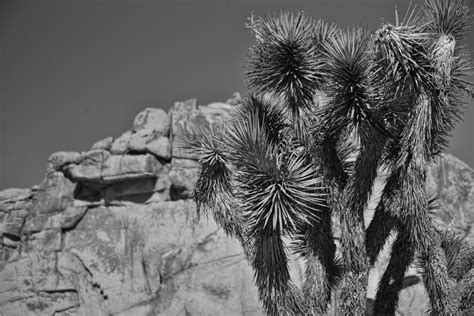 Rocks Of Joshua Tree California Free Stock Photo - Public Domain Pictures