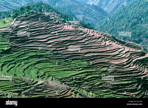 Terracing ; Terrace fields ; Terrace farming ; Step farming ; himalaya ; uttarakhand ; india ...