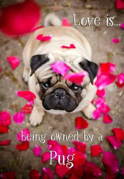 19 Inspirational Pug Quotes about Life and Love | The Paws