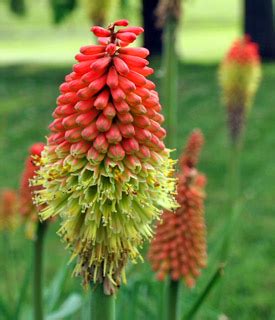 Beautiful Flaming Torch Lilies