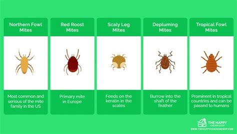 7 Natural Ways to Treat Chicken Mites and Stop Them Returning