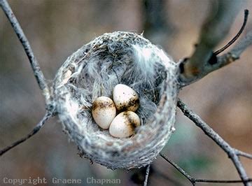 Willie Wagtail - Australian Birds - photographs by Graeme Chapman