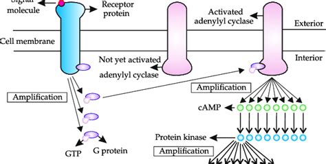 Signal Amplification Methods – Biomedical Discoveries Network