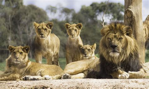 Rhino poachers killed by lions in a South African wildlife reserve