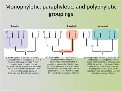 taxonomy - Can species be paraphyletic? - Biology Stack Exchange