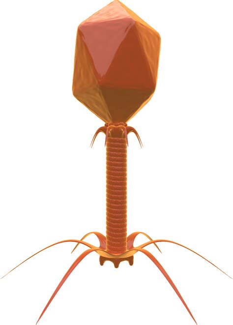 Download Bacteriophage, Virus, Bacteria. Royalty-Free Stock Illustration Image - Pixabay