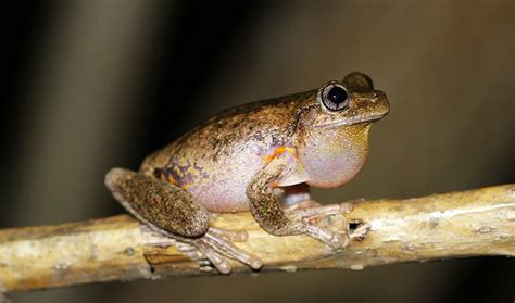 Beep, click, bark: Australia's unique frog calls - Australian Geographic