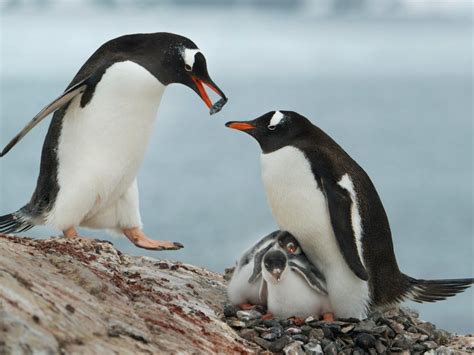 Gentoo Penguin Facts, Habitat, Predators, Lifespan, Pictures
